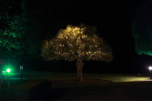 Tree Lighting Installation | Gregg Electric